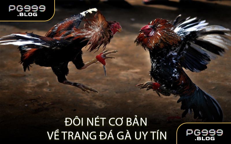 Những trận gà chất lượng được đông đảo người chơi ưa chuộng