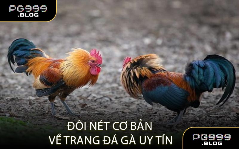 Tìm Hiểu Quy Định Đá Gà Mới Nhất
