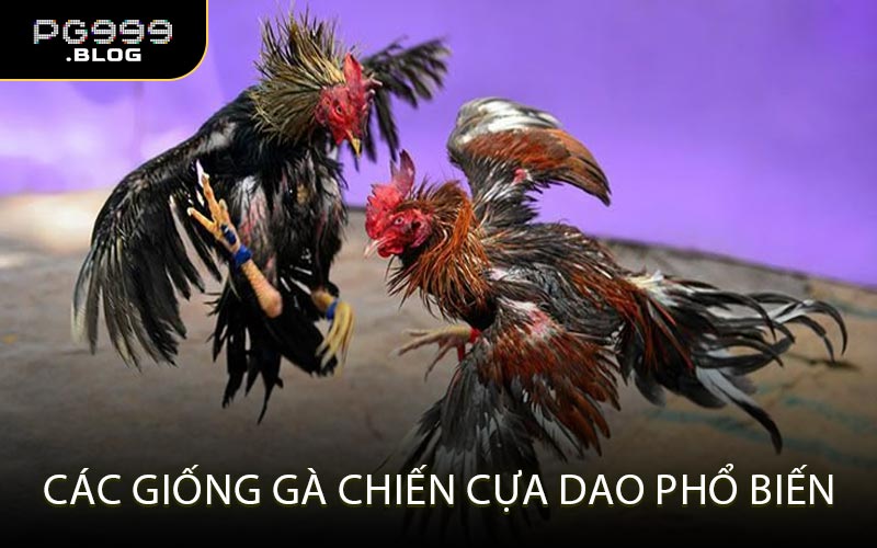 Các Giống Gà Chiến Cựa Dao Phổ Biến