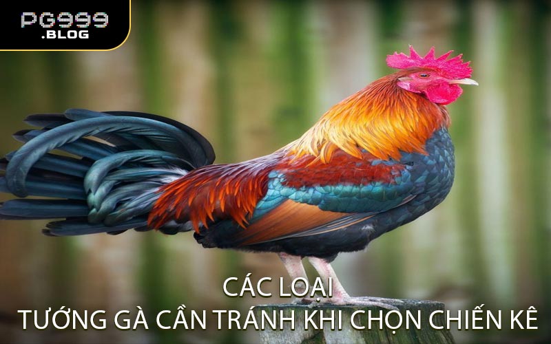 Các loại tướng gà cần tránh khi chọn chiến kê