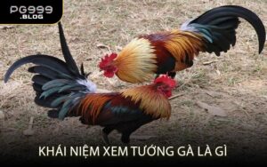 Khái niệm xem tướng gà là gì