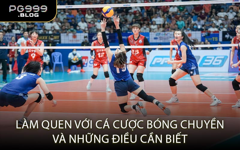 Làm quen với cá cược bóng chuyền và những điều cần biết