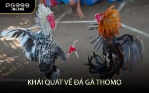 Khái Quát Về Đá Gà Thomo