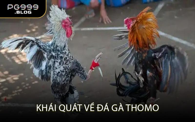 Khái Quát Về Đá Gà Thomo